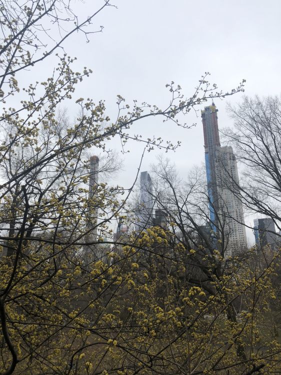 Обои дерево, лист, наука, рассада, физика в разрешении 1536x2048