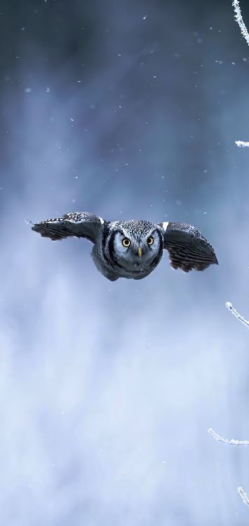 Обои птица, атмосфера, глаз, облако, клюв в разрешении 1421x3000