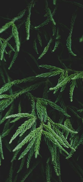 Обои лист, ветвь, папоротник, стебель растения, наземное растение в разрешении 1080x2340