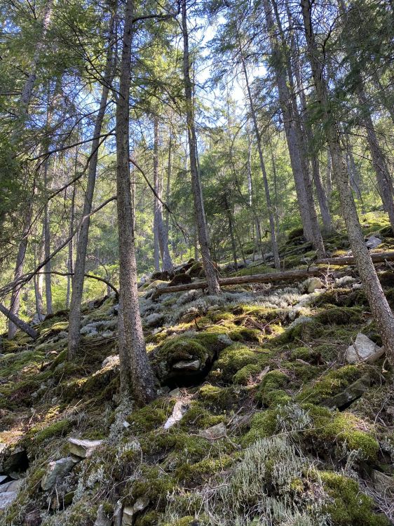 Обои лесистая местность, растительность, природа, окружающая среда, природный ландшафт в разрешении 1536x2048