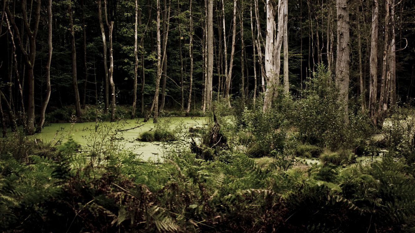 Обои темное дерево, лес, природа, растительность, лесистая местность в разрешении 2560x1440