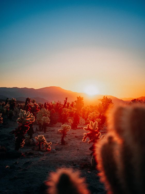 Обои календари эстетики заката, календарь, опубликовано, послесвечение, астрономический объект в разрешении 3710x4951