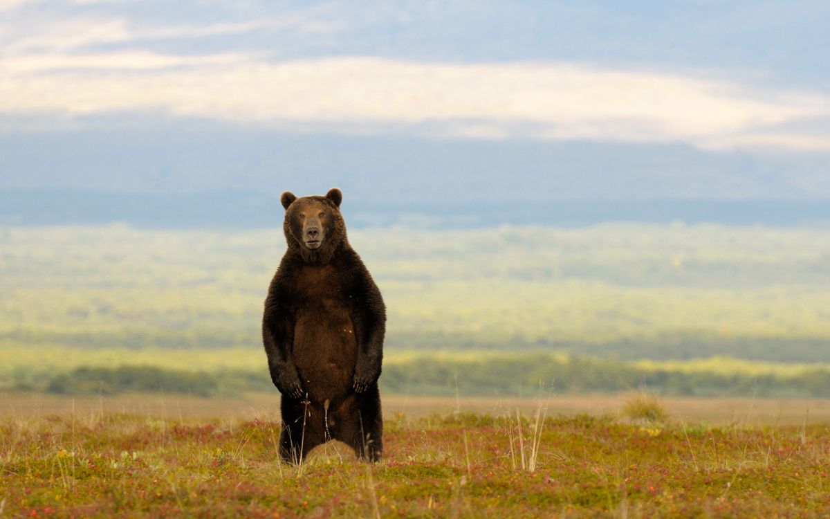 Обои живая природа, сенокосное угодье, экорегион, Гризли, бурый медведь в разрешении 2560x1600