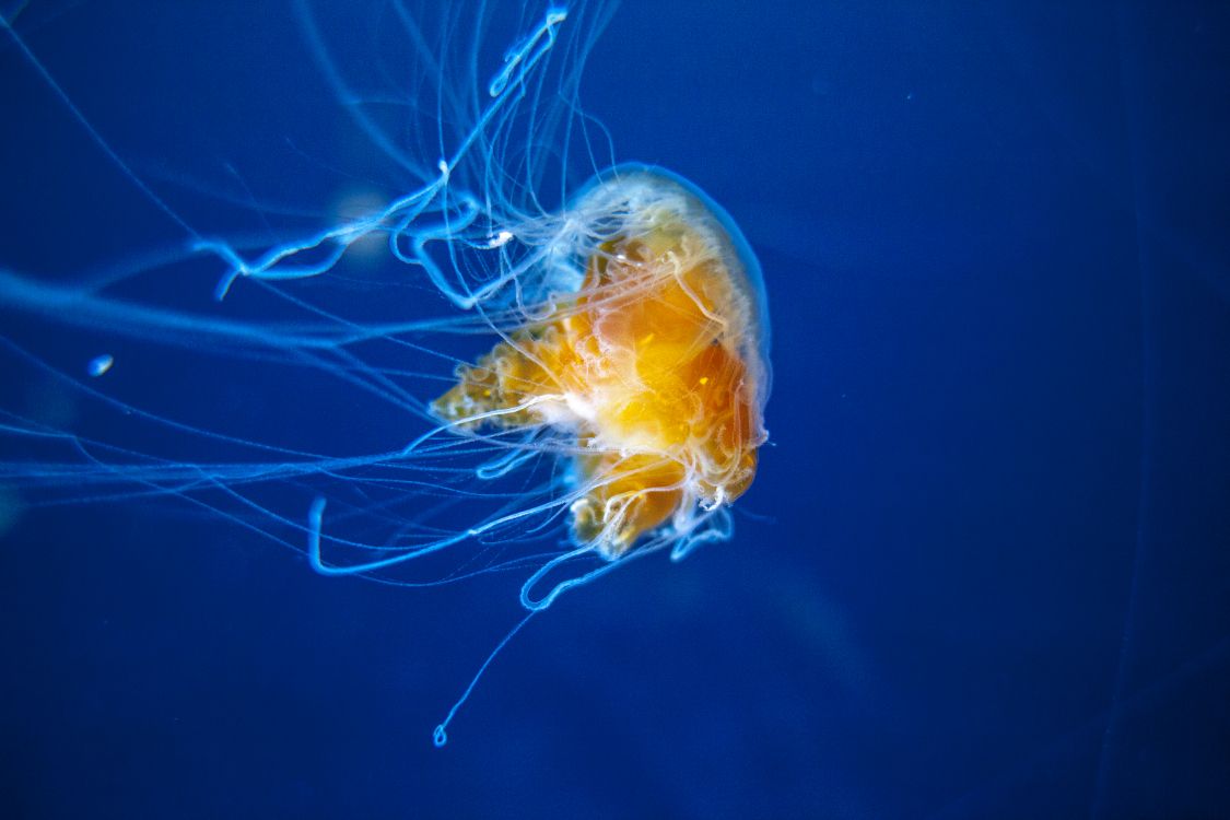 Обои Медуза, беспозвоночных, cnidaria, морские беспозвоночные, морская биология в разрешении 5616x3744