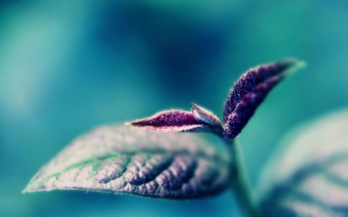 Обои влага, стебель растения, макросъемка, стебель в разрешении 1920x1200