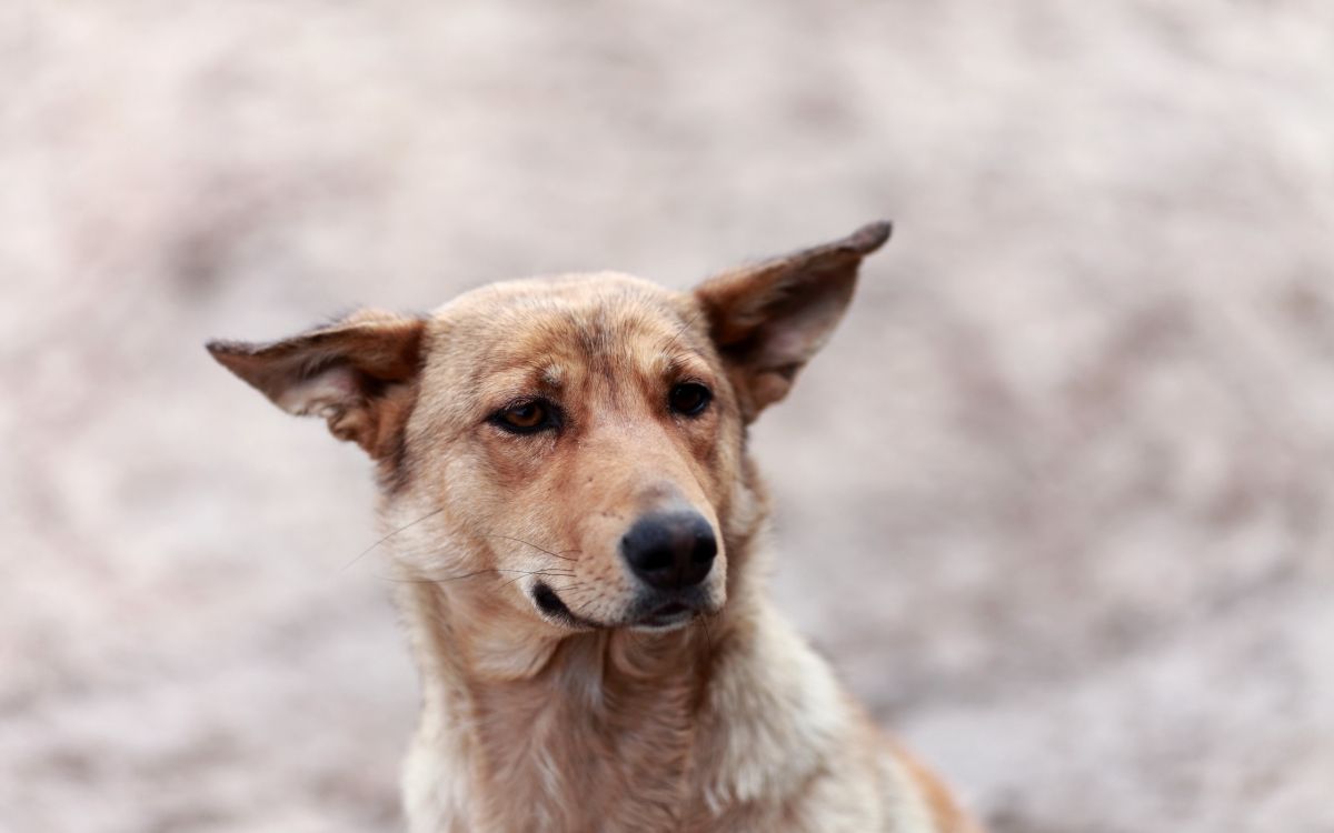 Обои щенок, собака породы, уличные собаки, сенбернар, ханаанская собака в разрешении 2560x1600