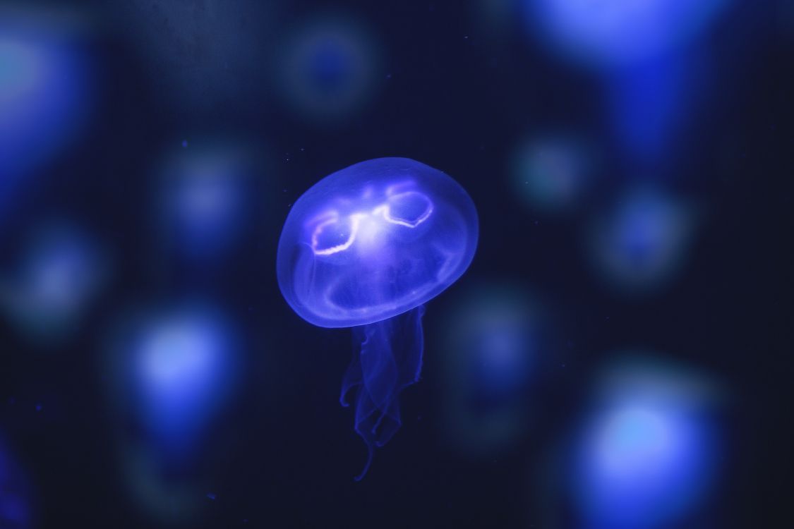Обои синий, Медуза, cnidaria, электрик, морские беспозвоночные в разрешении 5184x3456