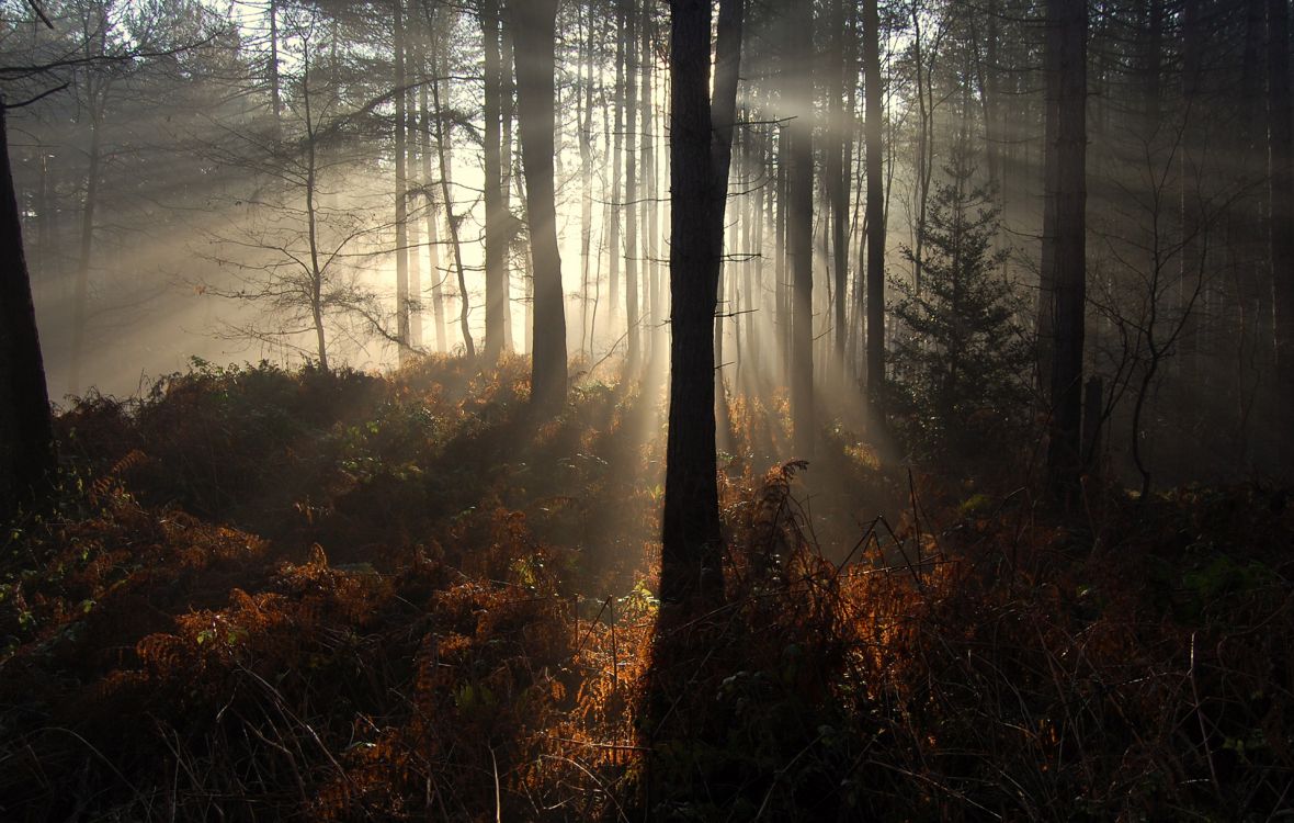 Обои лес, природа, дерево, солнечный свет, лесистая местность в разрешении 1920x1220