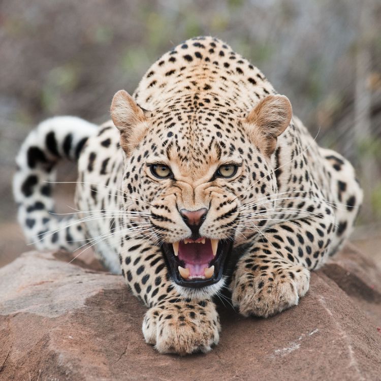 Обои Леопард, Ягуар, Гепард, кошачьих, большая кошка в разрешении 2548x2548