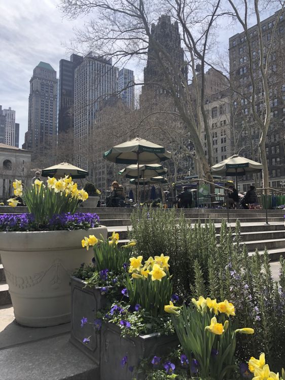 Обои цветок, растение, желтый, лепесток, цветочный горшок в разрешении 1536x2048