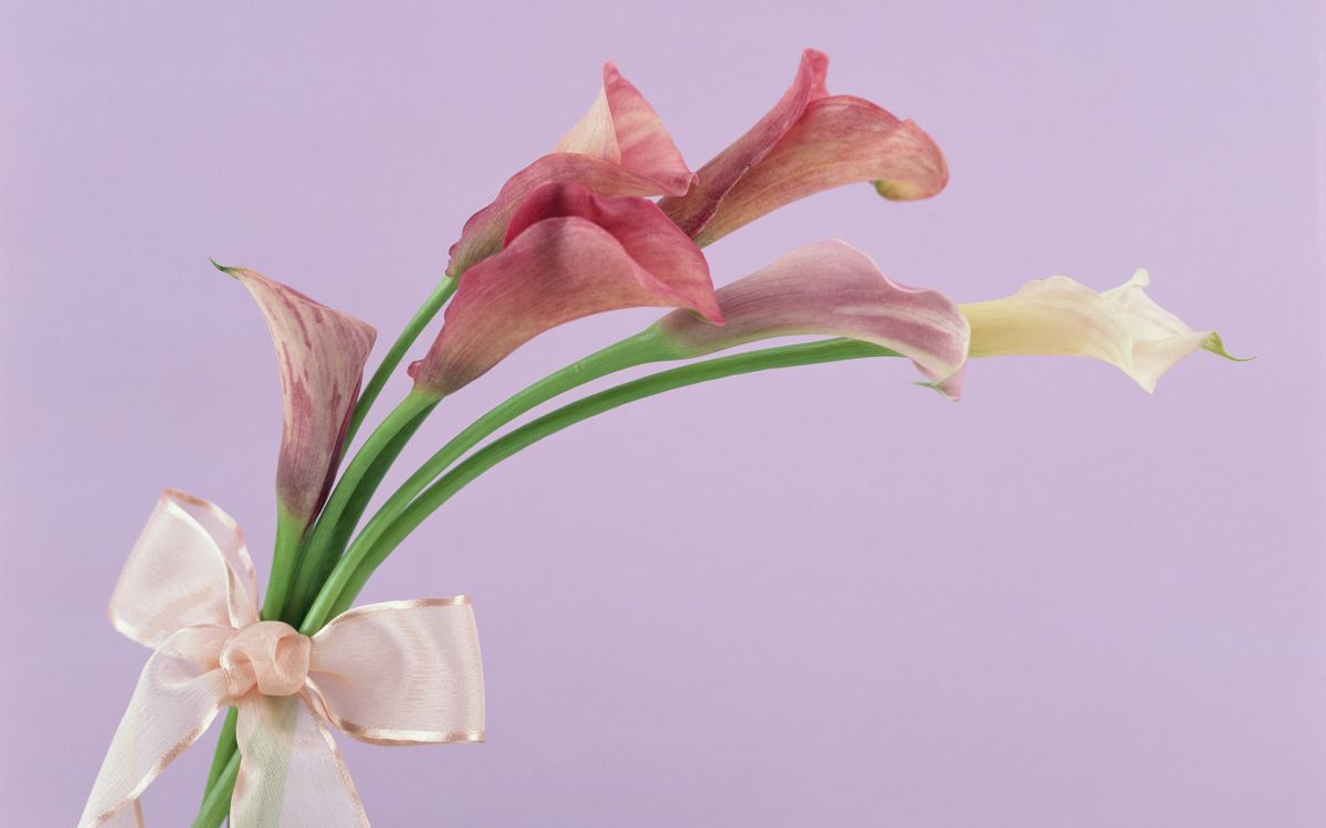 Обои Флора, Масая Уэчи, цветочный букет, сумерки, цветок в разрешении 2560x1600