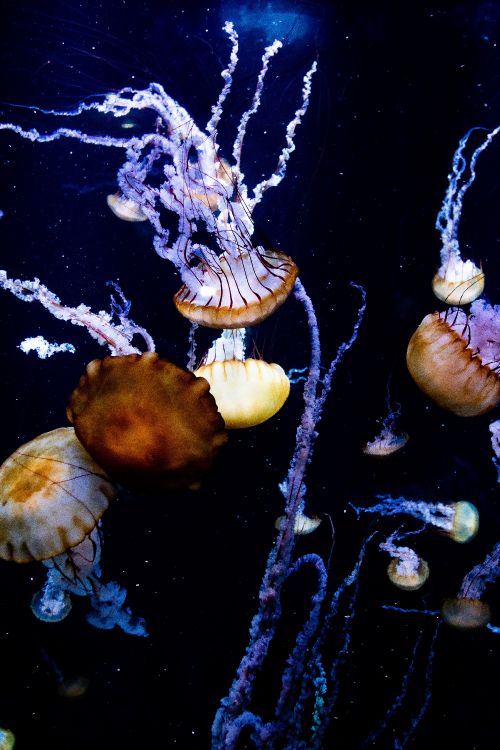 Обои Медуза, морская биология, вода, cnidaria, морские беспозвоночные в разрешении 5304x7952