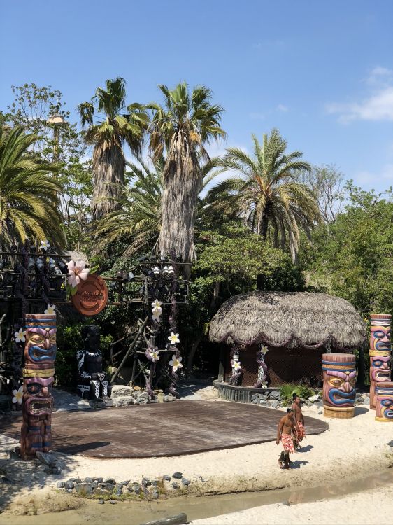 Обои пальмовые рощи, достопримечательность, финиковая пальма, туризм, дерево в разрешении 1536x2048