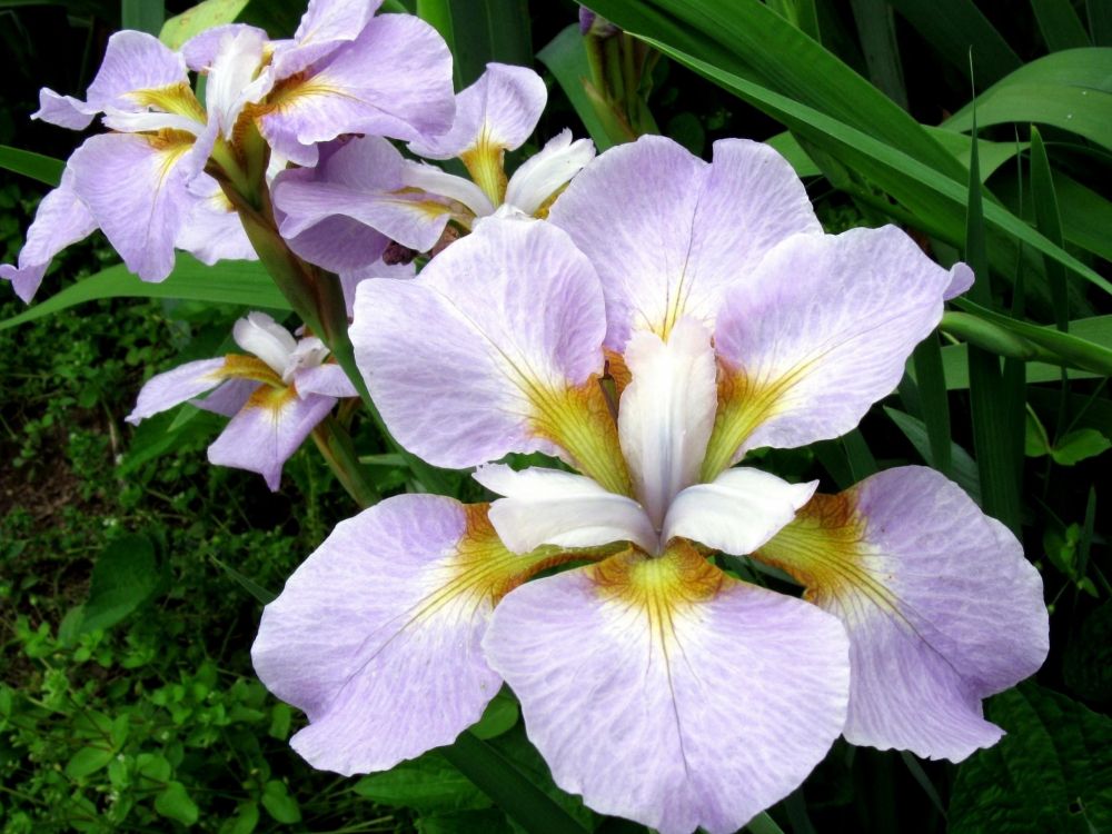 Обои лишай Айрис, цветковое растение, растение, лепесток, семейства ирисовых в разрешении 2048x1536