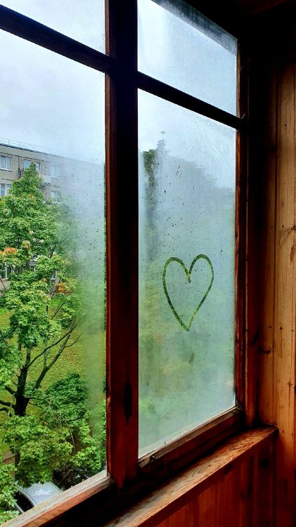 Обои окно, небьющиеся, свет, растение, древесина в разрешении 1440x2560