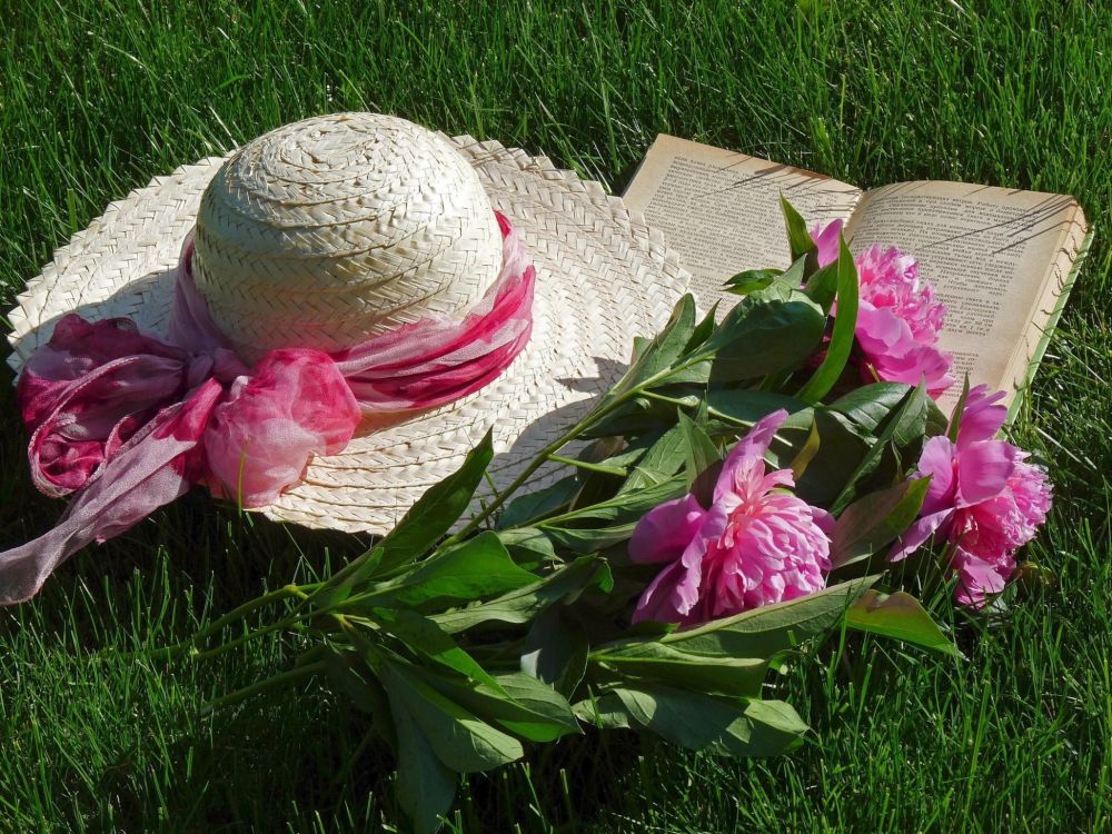 Обои пион, розовый, растение, лепесток, цветение в разрешении 2048x1536