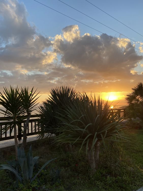 Обои пальмовые рощи, лист, растение, наука, биология в разрешении 1536x2048