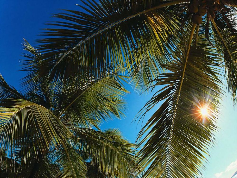 Обои дерево, Пальма, растительность, тропическая зона, растение в разрешении 2560x1920