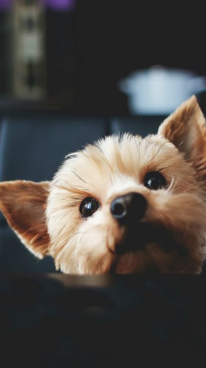 Обои производитель корма для собак из Таиланда, датский дог, корм, кот, кошачий корм в разрешении 1078x1920