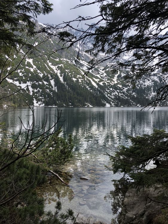 Обои вода, ветвь, прут, Банк, водоток в разрешении 1536x2048