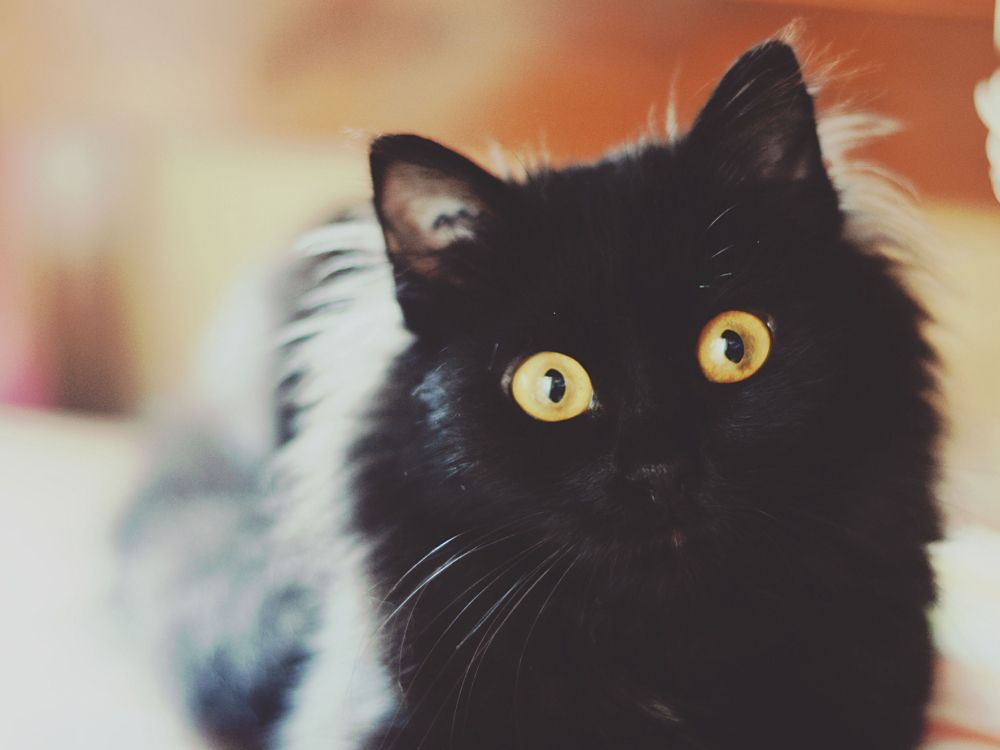 Обои котенок, черная кошка, черный, тигр, фауна в разрешении 2048x1536