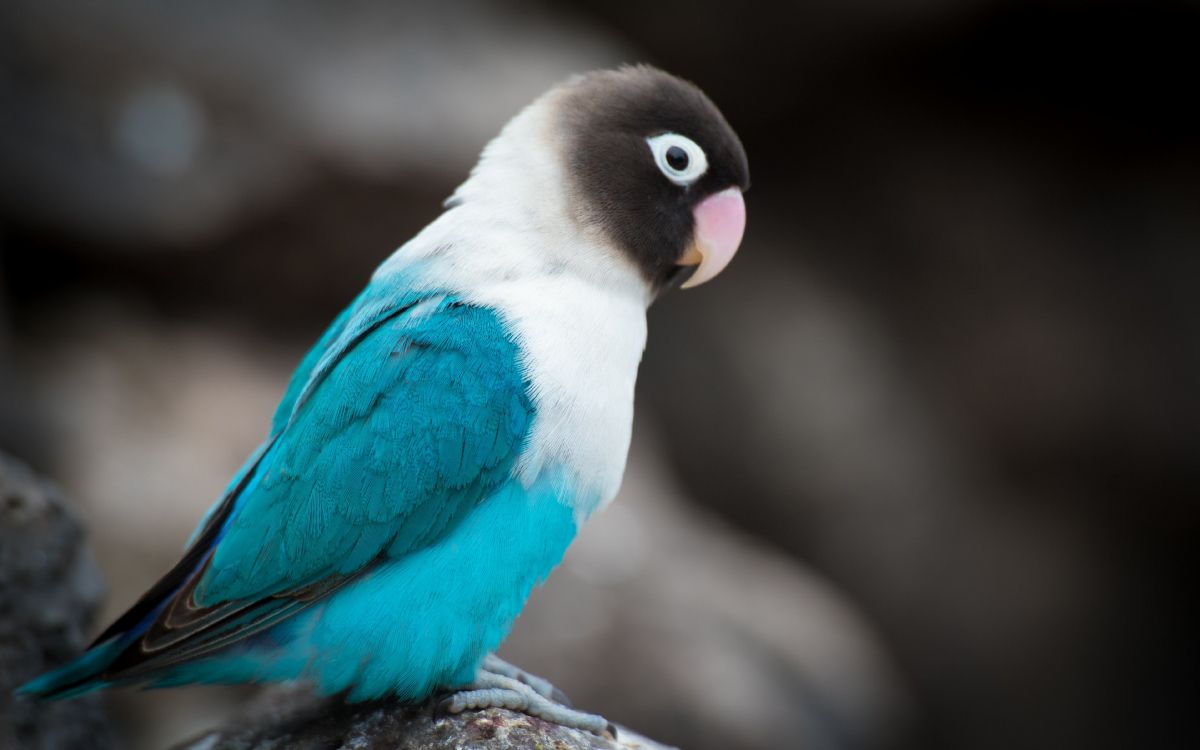 Обои красивый попугай, Неразлучник, волнистый попугайчик, Бирюзовый попугай, Ара в разрешении 3840x2400