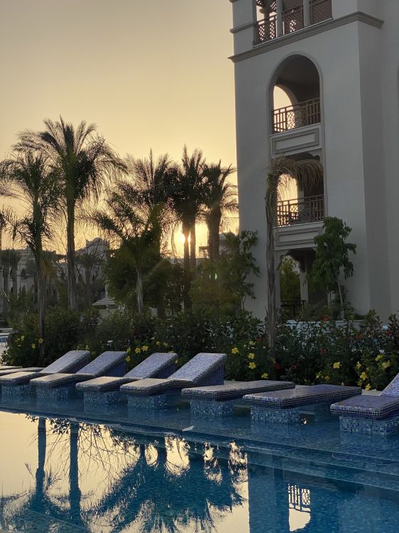 Обои отражение, пальмовые рощи, недвижимость, вода, растение в разрешении 1536x2048