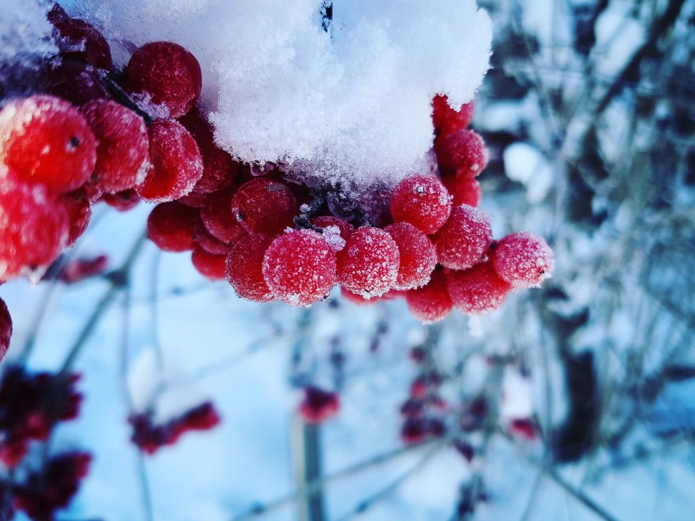 Обои зима, снег, простуда, ягоды, фрукты в разрешении 4032x3024