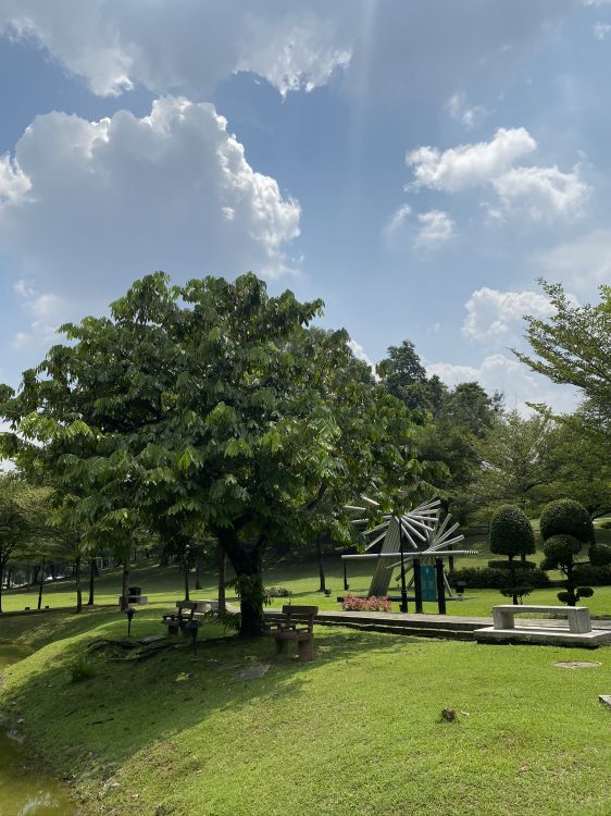 Обои облако, дерево, парк, сад, кучевое облако в разрешении 1536x2048