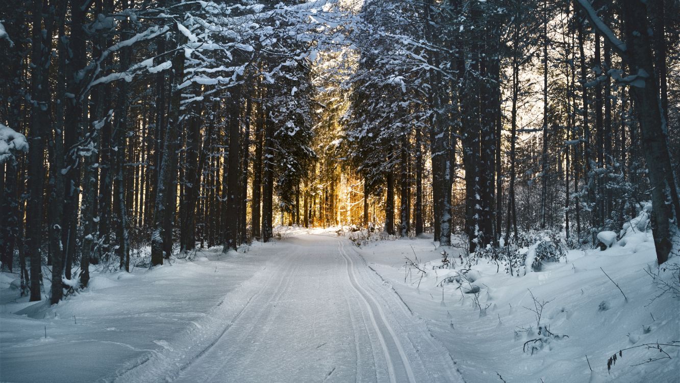 Обои снег, дерево, природа, лес, замораживание в разрешении 5120x2880