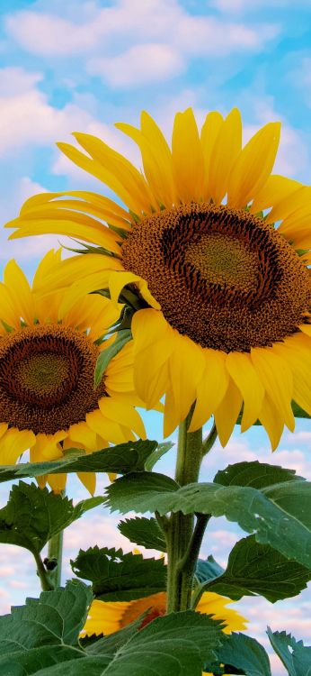 Обои цветок, растение, свет, зеленый, окружающая среда в разрешении 1080x2340