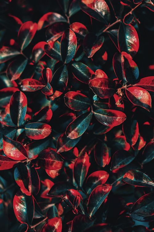 Обои зеленый, красный цвет, растение, лист, цветок в разрешении 3456x5184