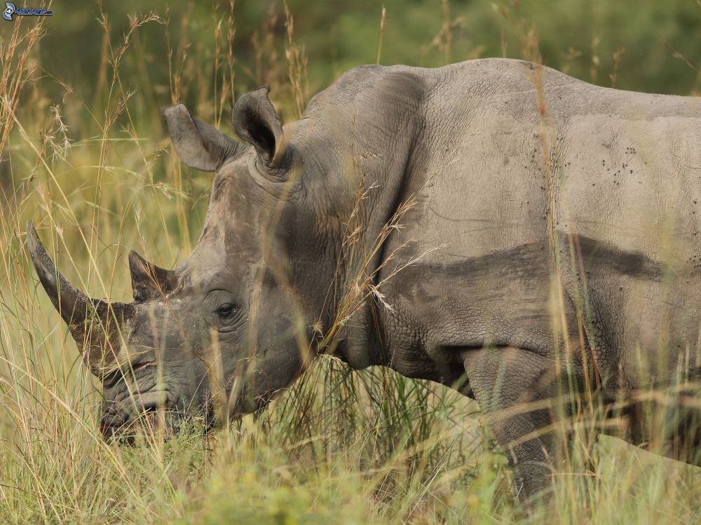 Обои носорог, браконьерство, живая природа, белый носорог, наземные животные в разрешении 2048x1536