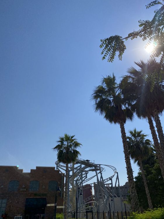 Обои пальмовые рощи, растительность, дерево, древесные растения, биом в разрешении 1536x2048