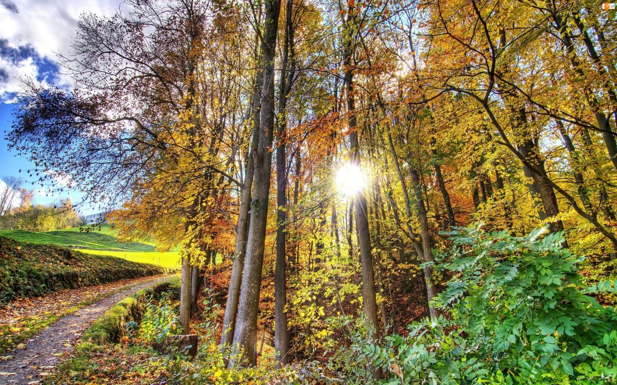 Обои дерево, природа, лес, лист, лесистая местность в разрешении 2560x1600