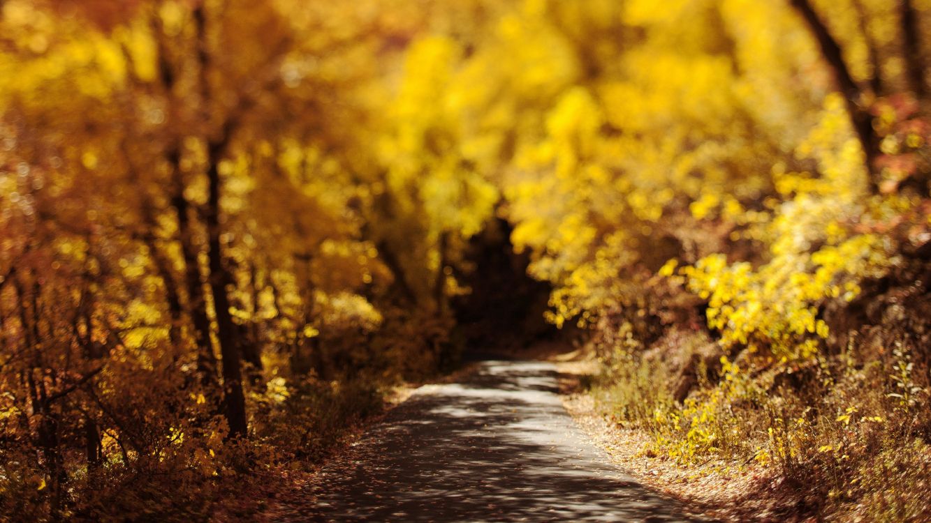 Обои природа, дерево, желтый, лист, осень в разрешении 7680x4320