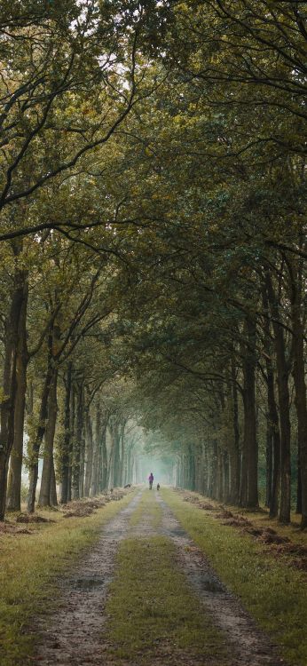 Обои лесистая местность, природа, зеленый, ветвь, дерево в разрешении 1080x2340