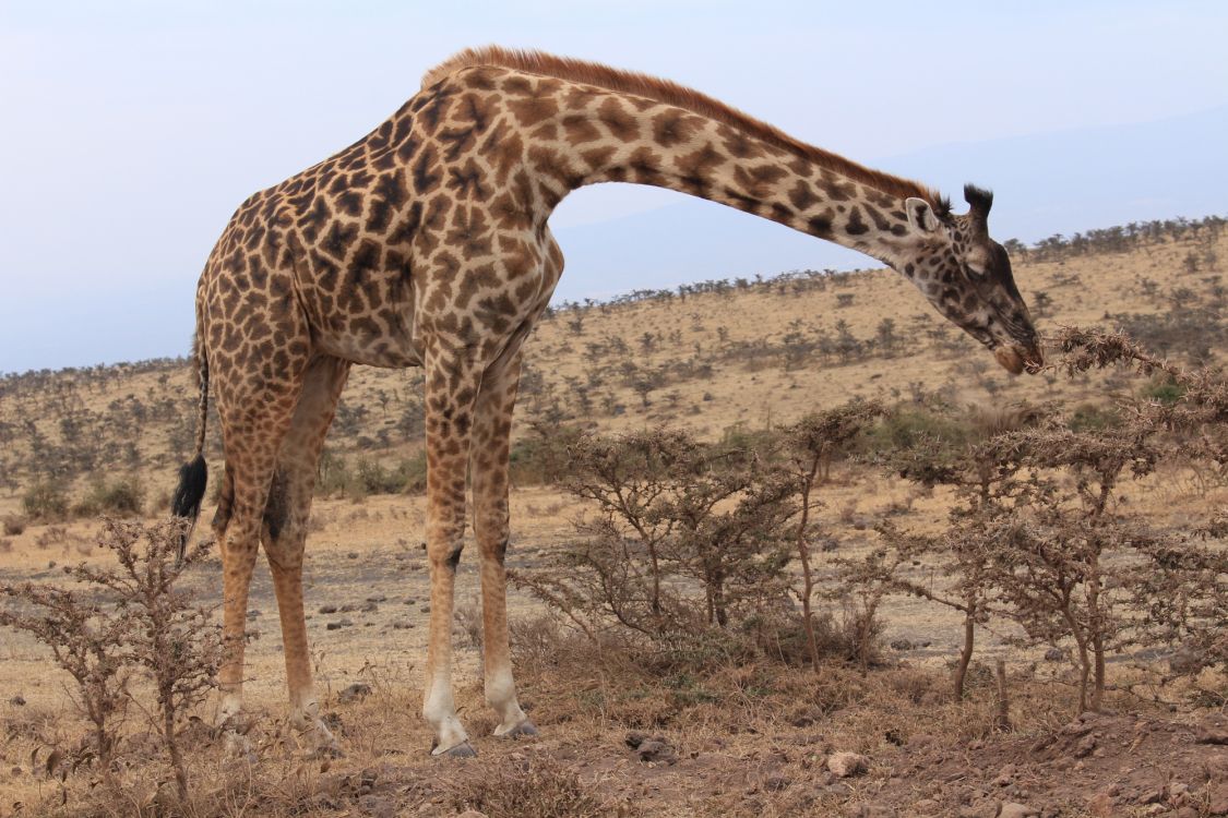Обои Жираф, пустыня, Саванна, живая природа, наземные животные в разрешении 2000x1333