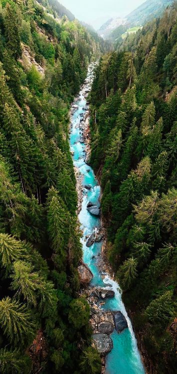 Обои дерево, вода, растение, природный ландшафт, водоток в разрешении 1421x3000