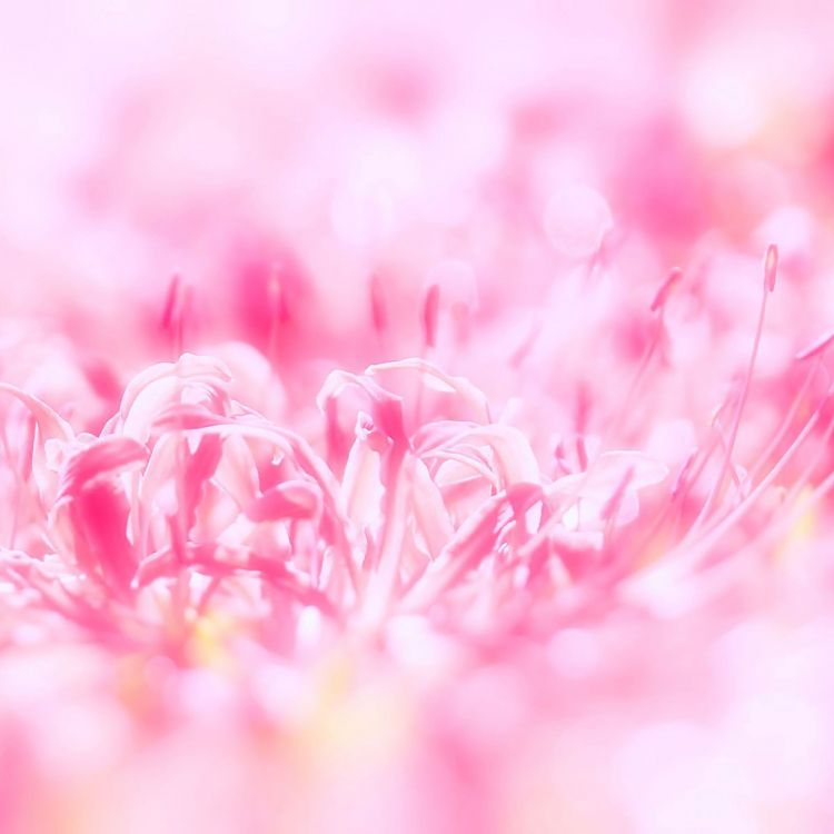 Обои розовый, цветок, лепесток, весна, растение в разрешении 2048x2048