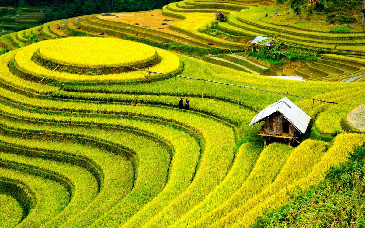 Обои М Кан Чи Район, Шапа, терраса, рисовое поле, поле в разрешении 2560x1600