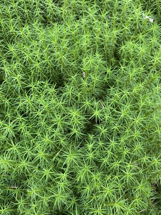 Обои растительность, почвопокровная, наука, биология, зеленый в разрешении 1536x2048