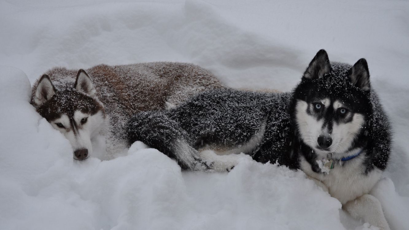 Обои Себирская Хаски, аляскинский маламут, хаски, щенок, пес в разрешении 2560x1440