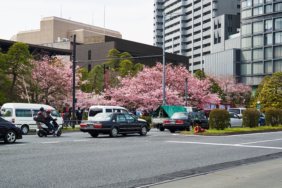 Обои городской район, соседство, дерево, древесные растения, растение в разрешении 3000x2004
