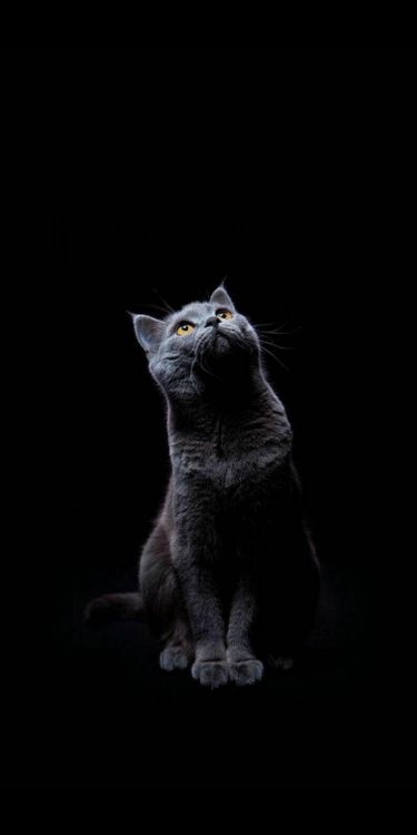 Обои британская короткошерстная, пес, котенок, кот, кошачьих в разрешении 1080x2160