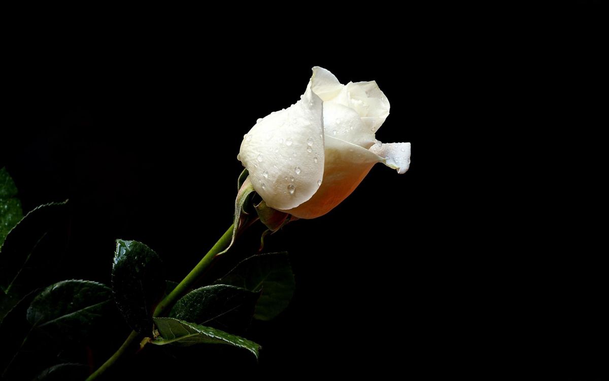 Обои Роза, белые, лепесток, растение, цветковое растение в разрешении 2560x1600