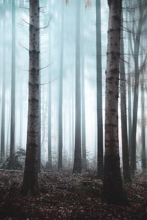 Обои лес, дерево, природа, окружающая среда, северный лиственный лес в разрешении 2732x4096