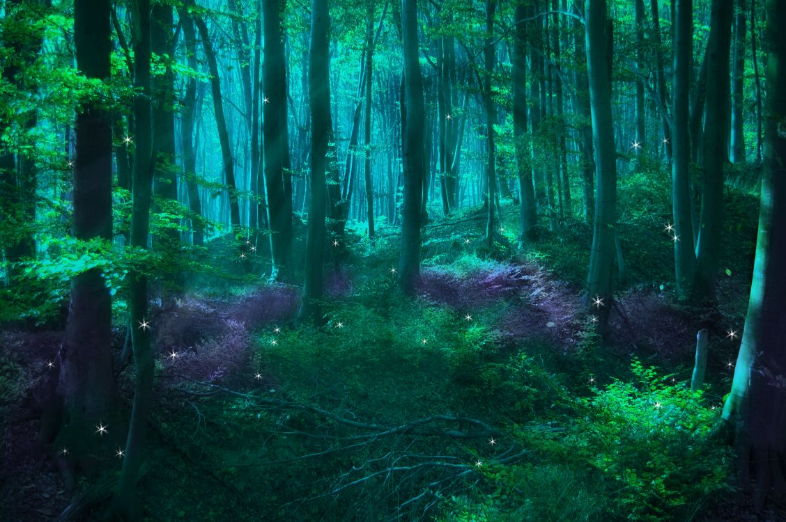 Обои зачарованный лес, фея, лес, природа, зеленый в разрешении 6016x4000