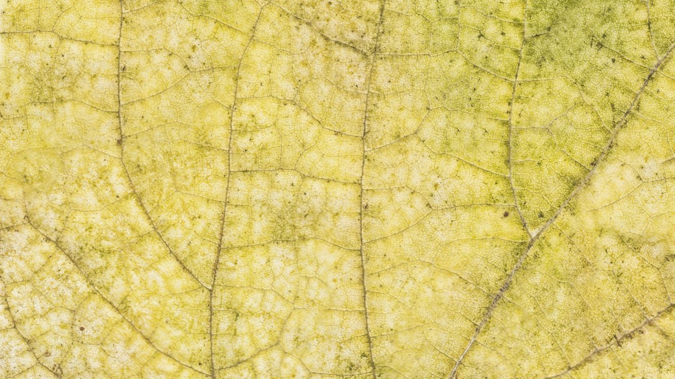 Обои лист, желтый, дерево, узор, Осенняя окраска листьев в разрешении 3200x1800