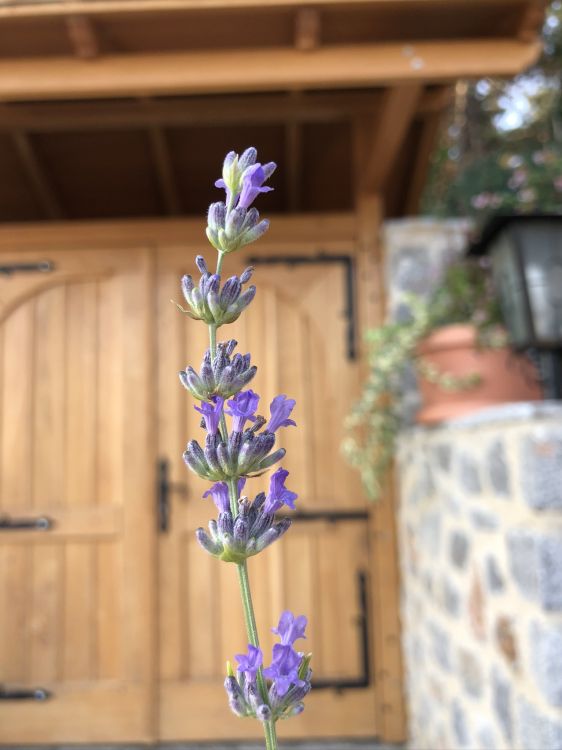 Обои Флора, цветковое растение, английский лаванды, физика, биология в разрешении 1536x2048